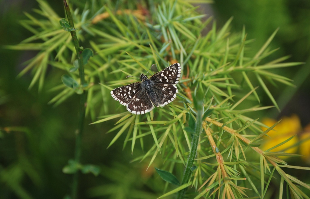 Pyrgus da id